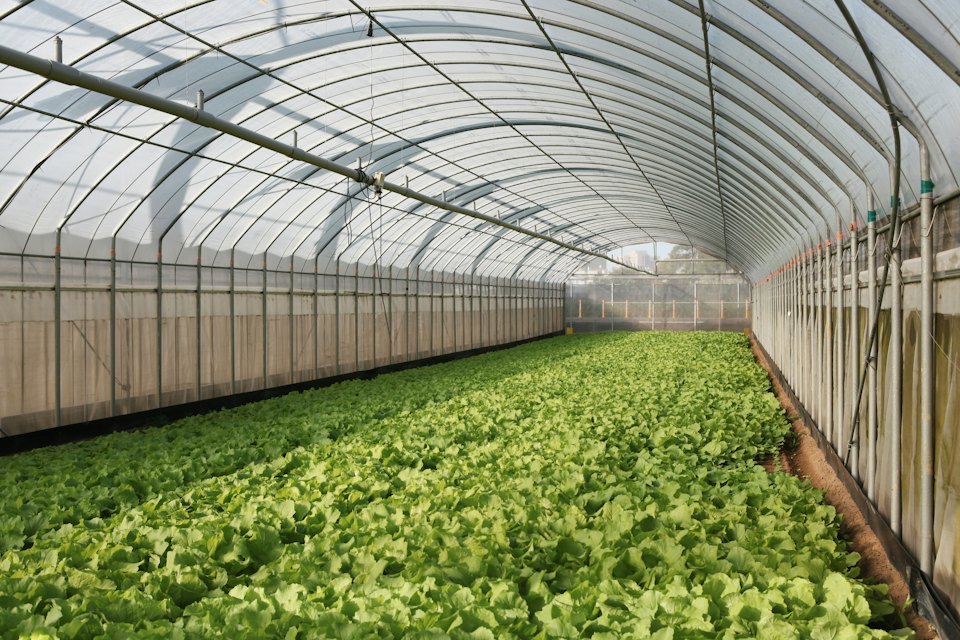 Rows of crops growing inside a large greenhouse